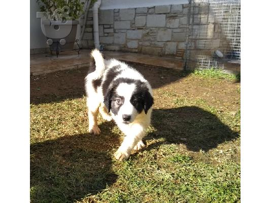 Ελληνικό Ποιμενικό Αρσενικό / Greek Shepherd Puppy